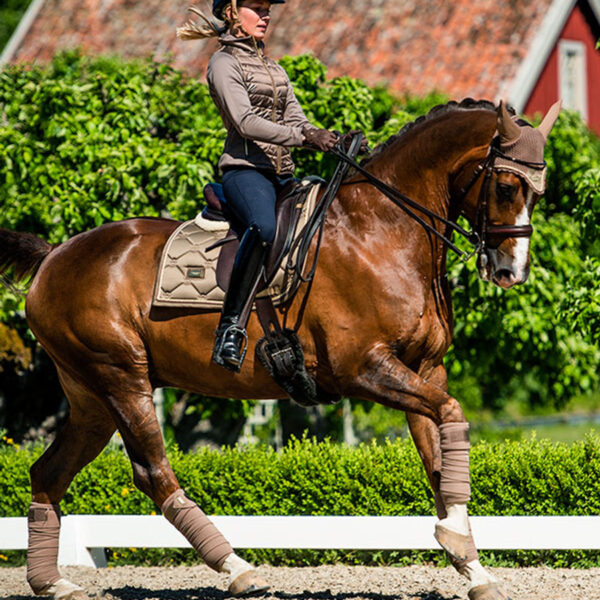 Equestrian Stockholm koolisõiduvaltrap CHAMPANGE - Image 3