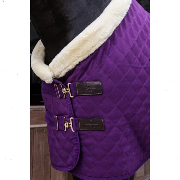Kentucky SHOW RUG - Image 3