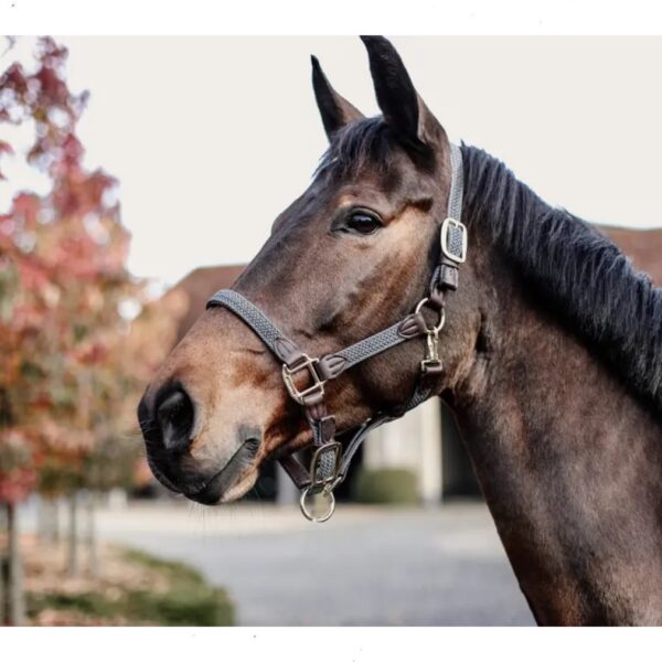 Kentucky päitsed PLAITED NYLON HALTER - Image 8
