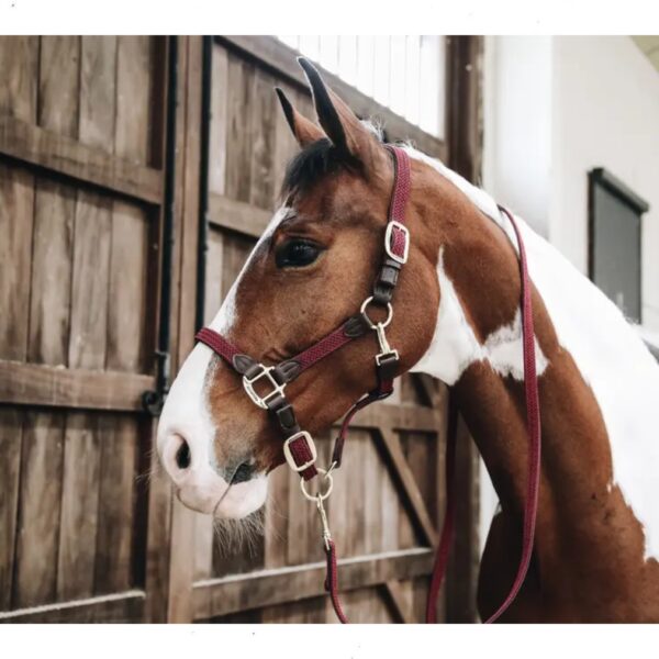 Kentucky päitsed PLAITED NYLON HALTER - Image 3
