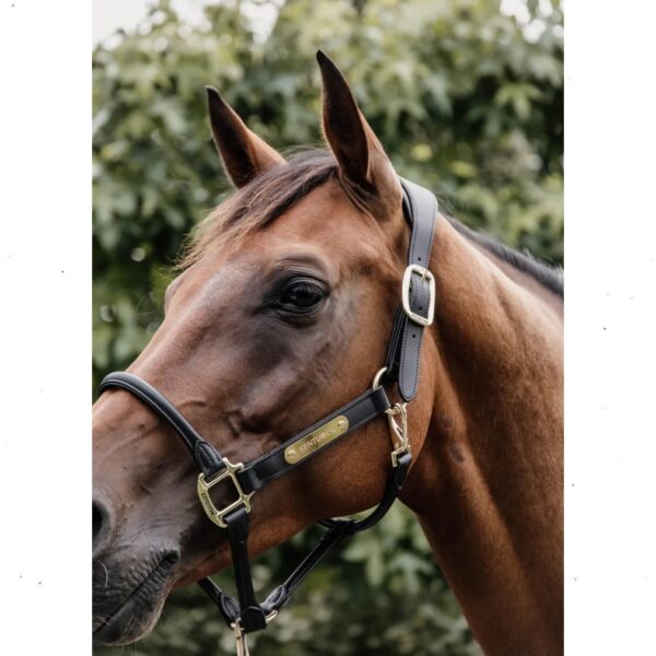 Kentucky nahkpäitsed ANATOMIC LEATHER HALTER - Image 3