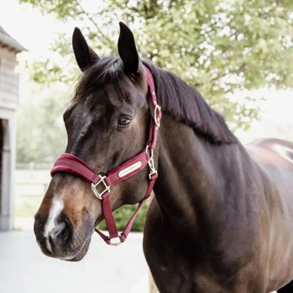 Kentucky päitsed VELVET HALTER - Image 6