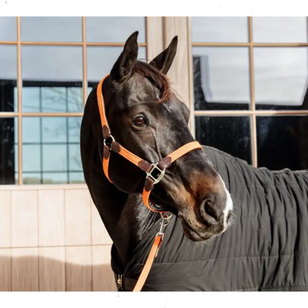 Kentucky päitsed PLAITED NYLON HALTER - Image 9