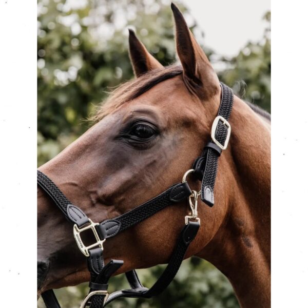 Kentucky päitsed PLAITED NYLON HALTER - Image 4