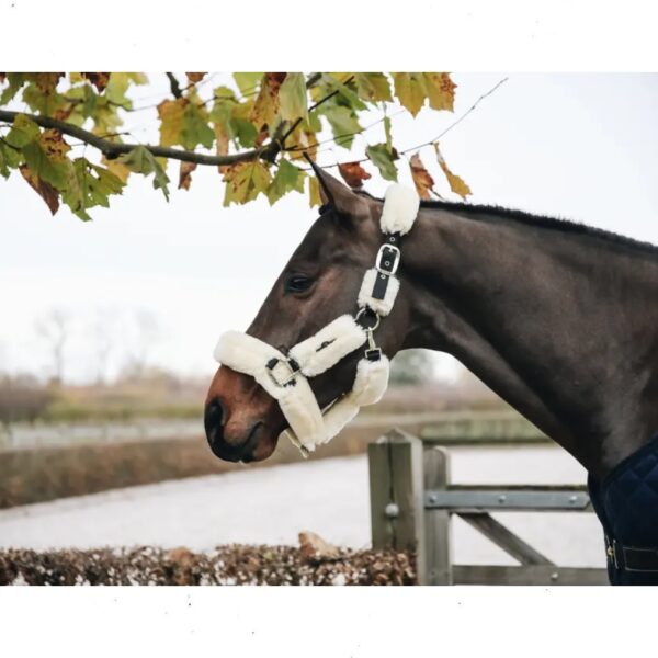 Kentucky pehmendustega päitsed SHEEPSKIN SHIPPING HALTER - Image 5